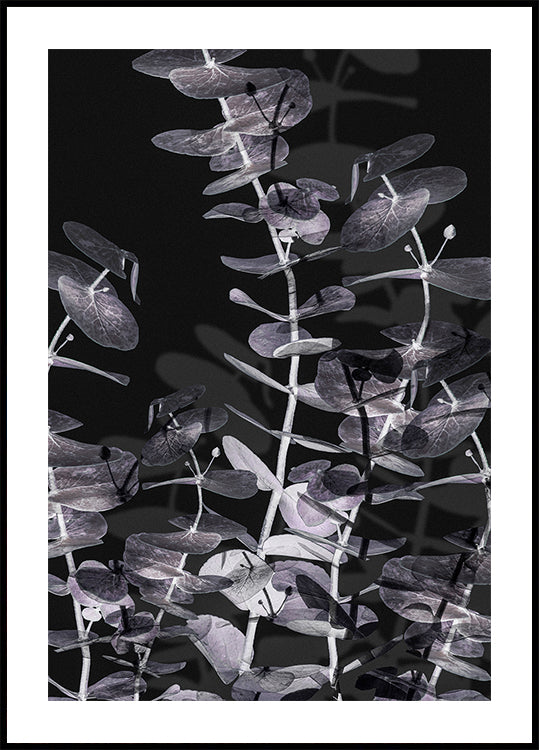 Eucalyptus Negative Nr.2 plakatas