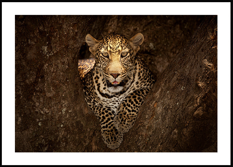 Leopard rascht op engem Bam bei Masai Mara