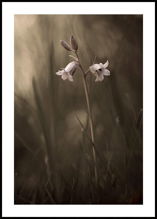 Egy kis virág a földön poszter