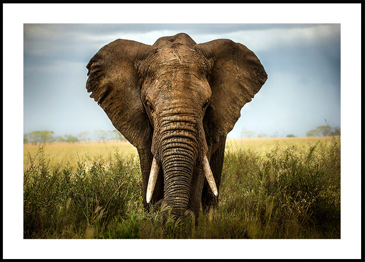 Stretnutia v Serengeti