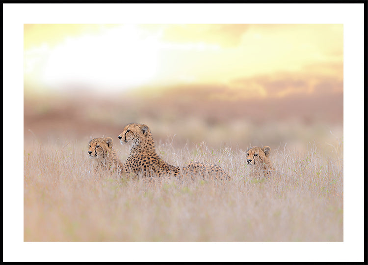 Gepard Famill Affiche
