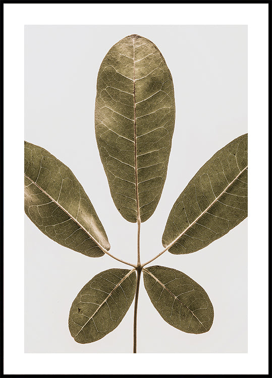 Fënnef Leaf Harmonie