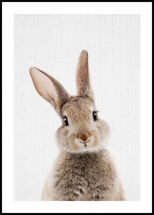 Poster Peekaboo Bunny