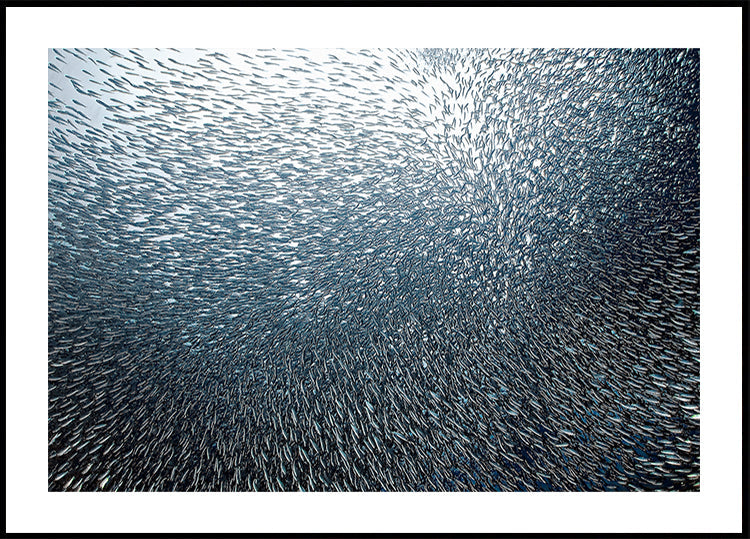 Sardiini ilutulestik