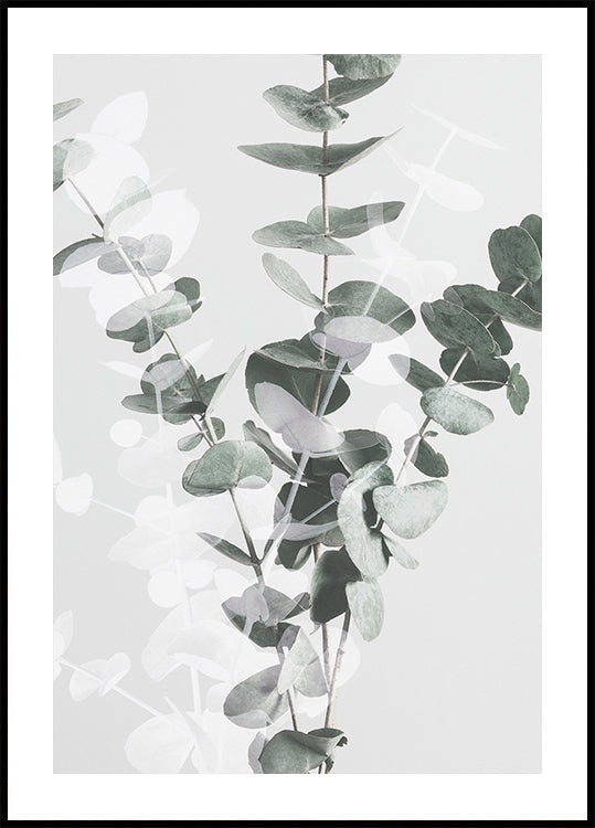 Poster Eucalipt nr.3
