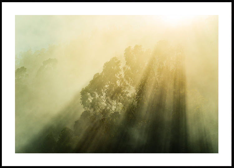 Foggy Woods III
