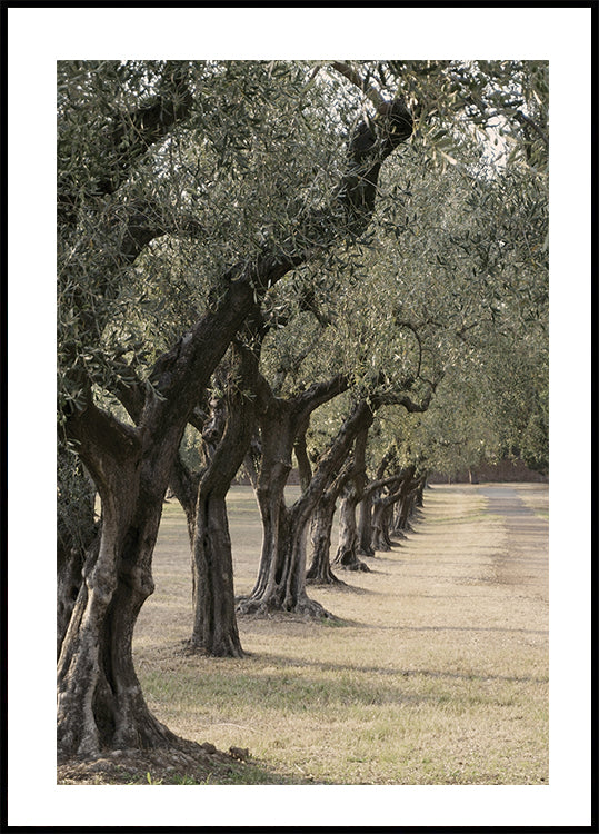 Trail In The Olive Garden Plakat - Posterbox.dk