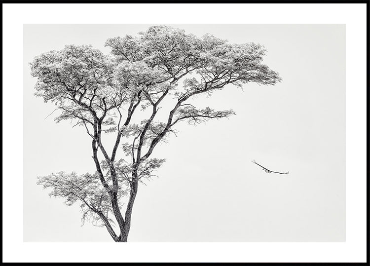 den afrikaneschen Adler Affiche