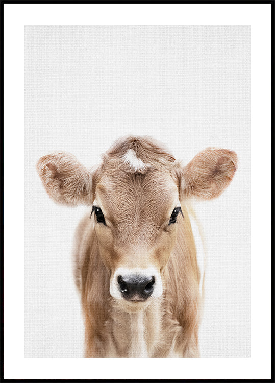 Peekaboo Baby Cow Poster