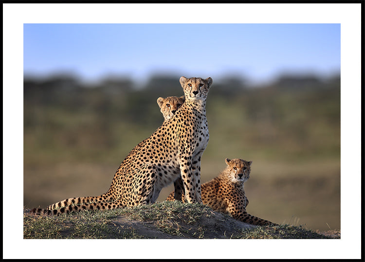 Gepard Famill Affiche