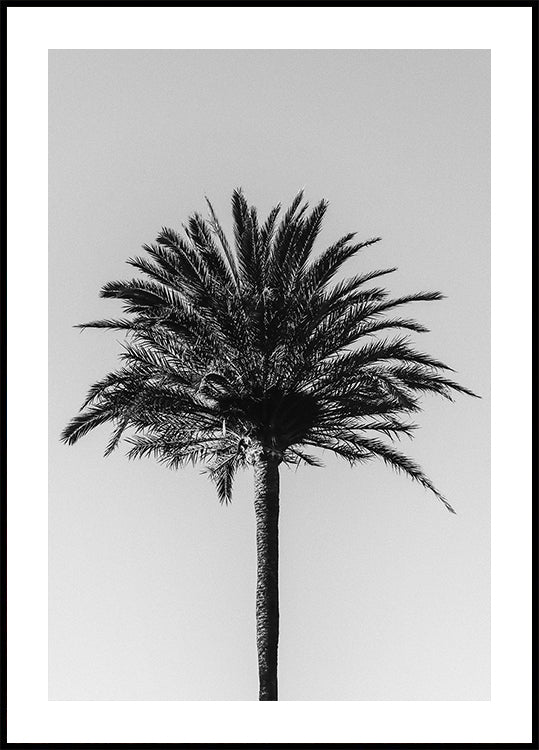 Pálma_003