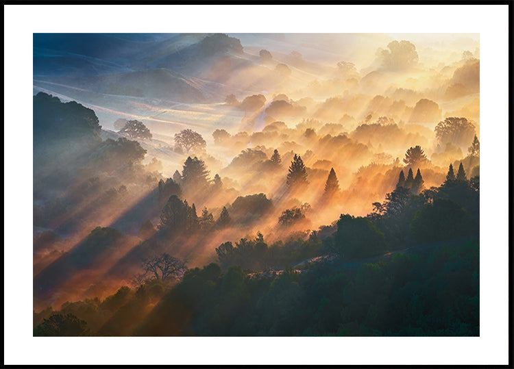 Morgenlicht-Poster