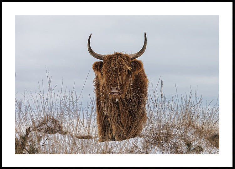 Highlander im Schnee Poster
