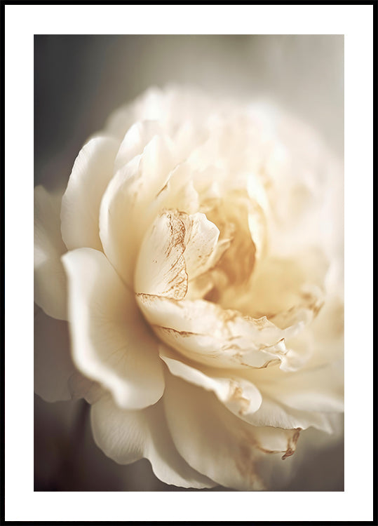 Bloom eteric