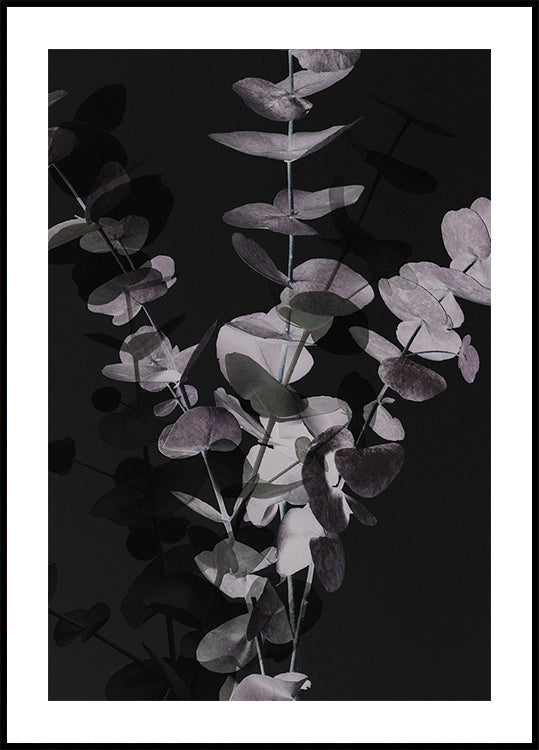 Eucalipt_Negativ_001