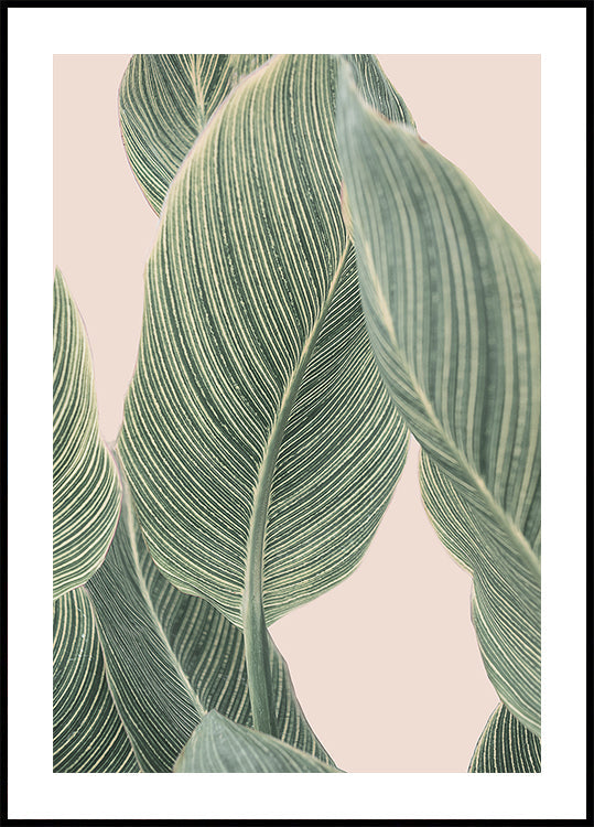 Frunza de Calla