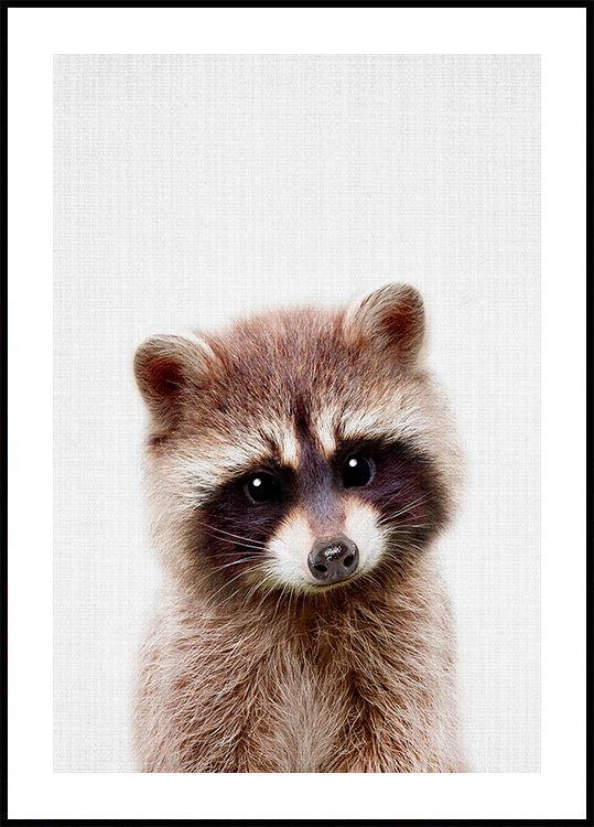 Peekaboo Raccoon Affiche