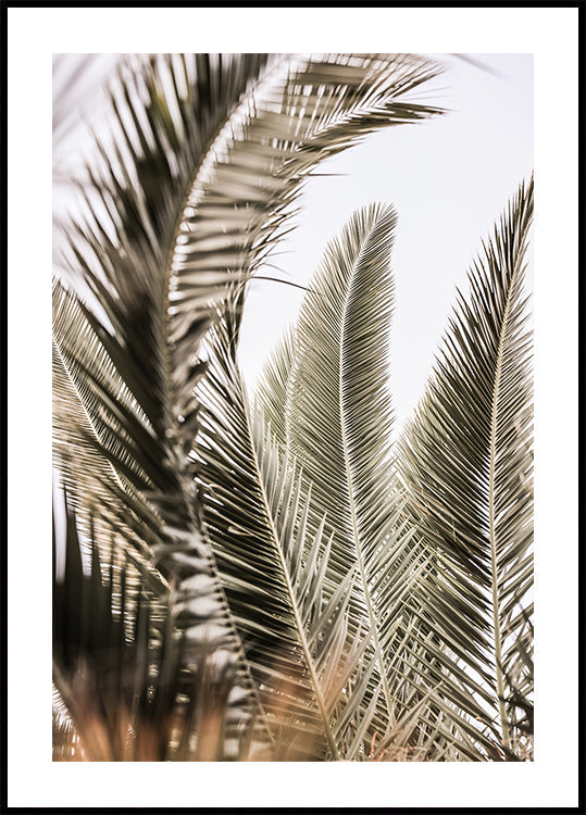 Palms suttogása