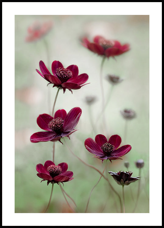 Cosmos se leagănă