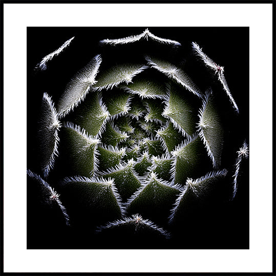 Sempervivum rozetta poszter