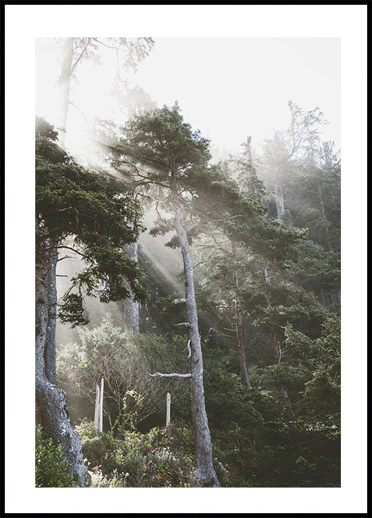 Sunshine Through The Fog Plakat - Posterbox.dk