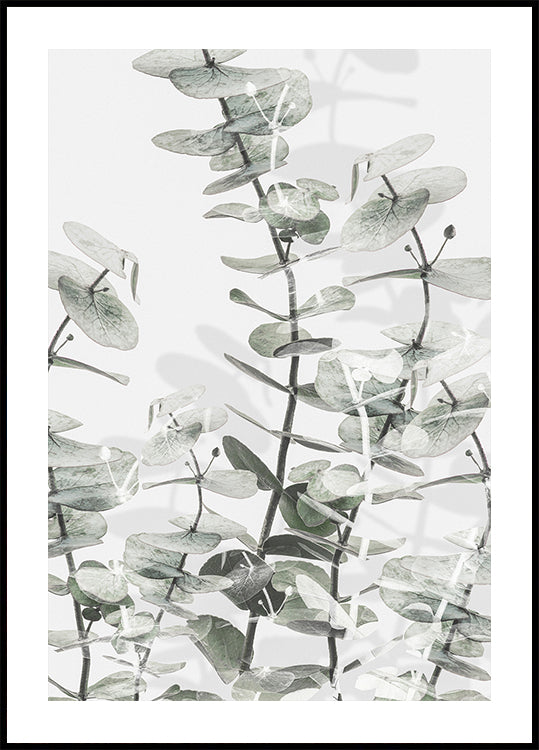 Poster Eucalipt nr.3
