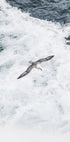 Grey Seagull Flying Over Waves Plakat - Posterbox.dk