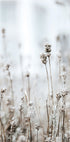 In The Wild Plakat - Posterbox.dk