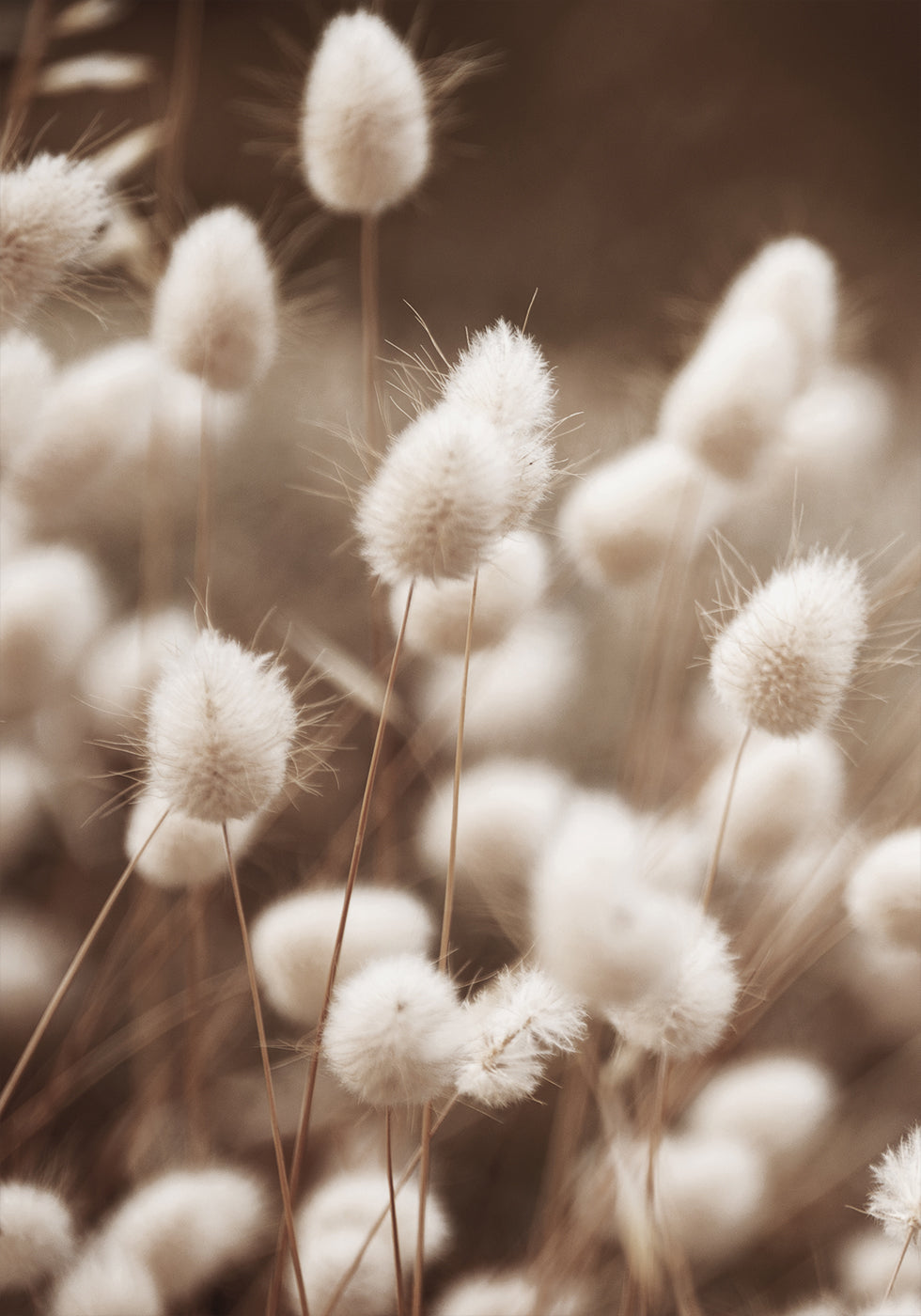 Soft Elegance of Lagurus Plakat - Posterbox.dk