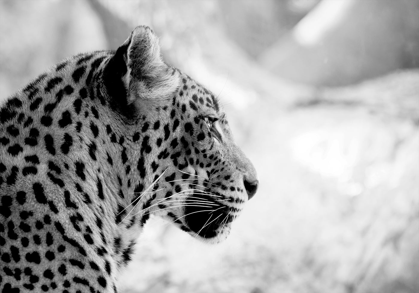 Leopardas profilyje, juodai baltas plakatas