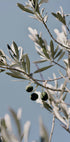 Olive Tree Branch Plakat - Posterbox.dk