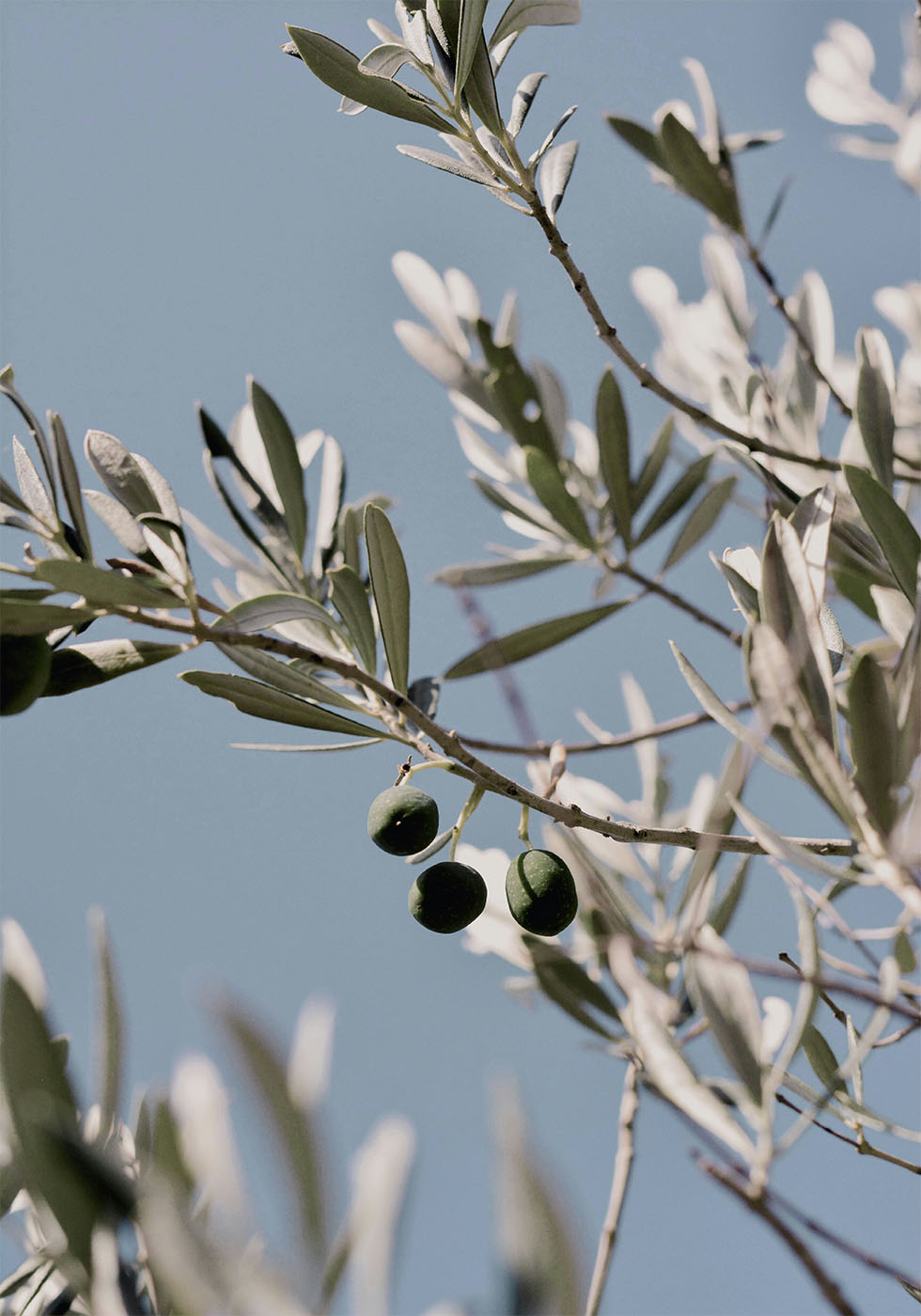 Olive Tree Branch Plakat - Posterbox.dk