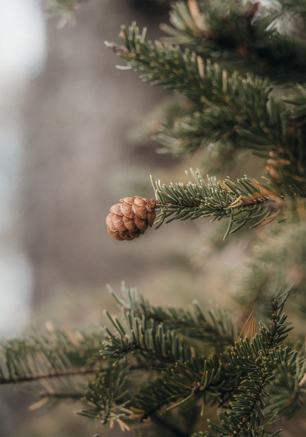 Pine Cones Plakat - Posterbox.dk