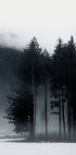 Pine Tree In a Foggy Field Plakat - Posterbox.dk