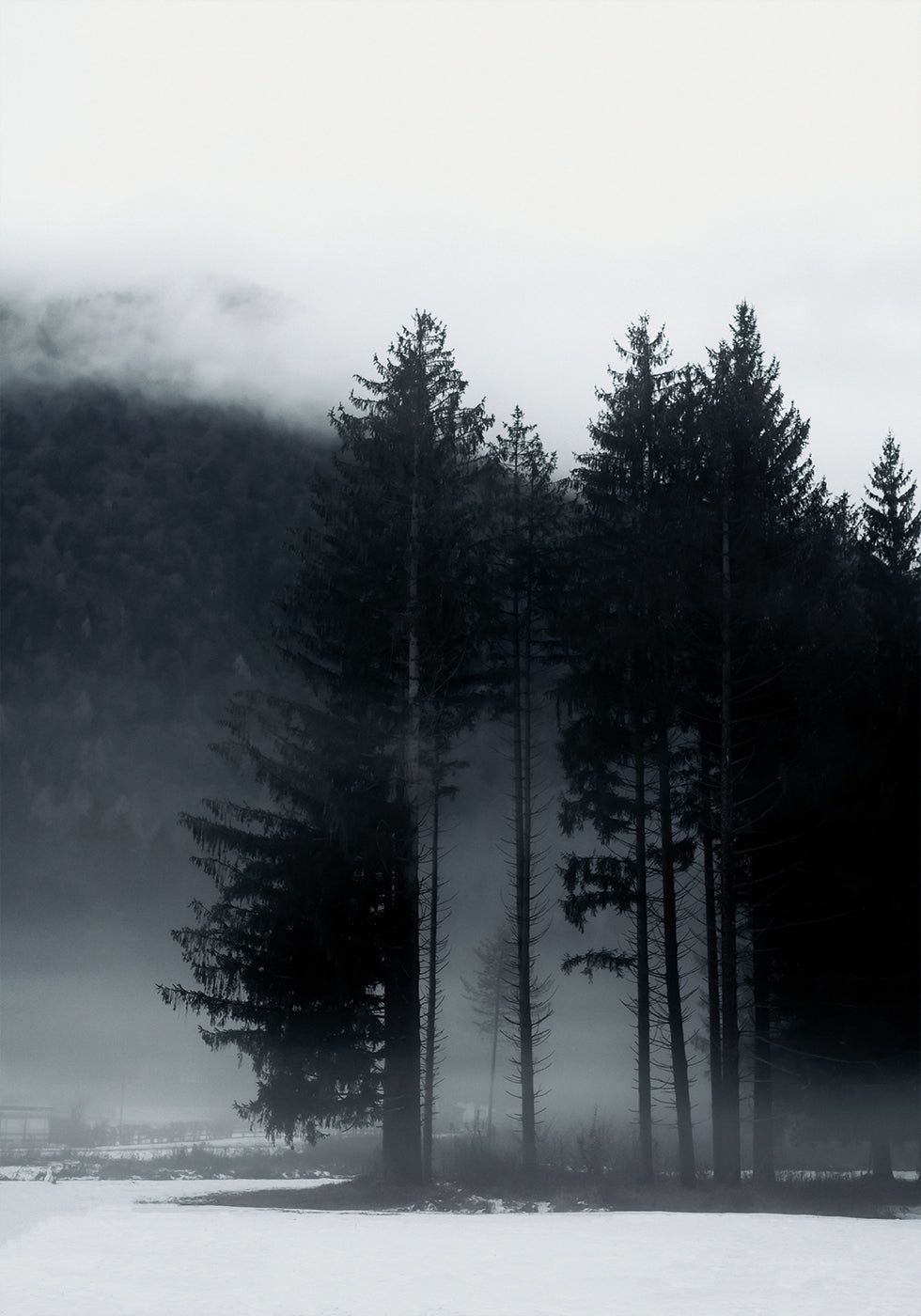 Pine Tree In a Foggy Field Plakat - Posterbox.dk