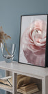 Pink Ranunculus Plakat - Posterbox.dk