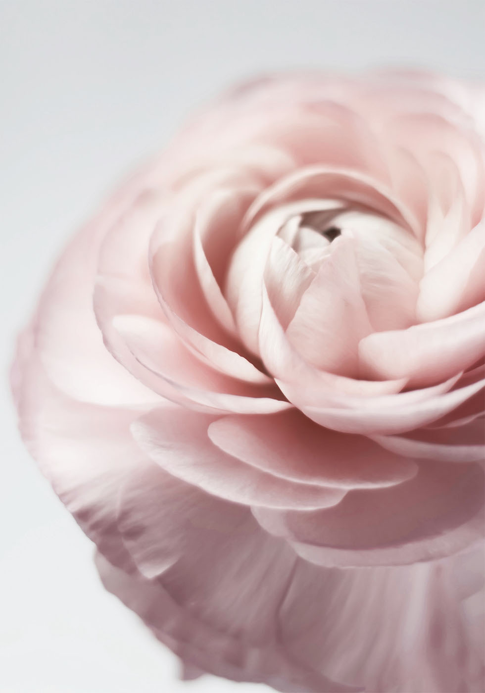 Pink Ranunculus Plakat - Posterbox.dk