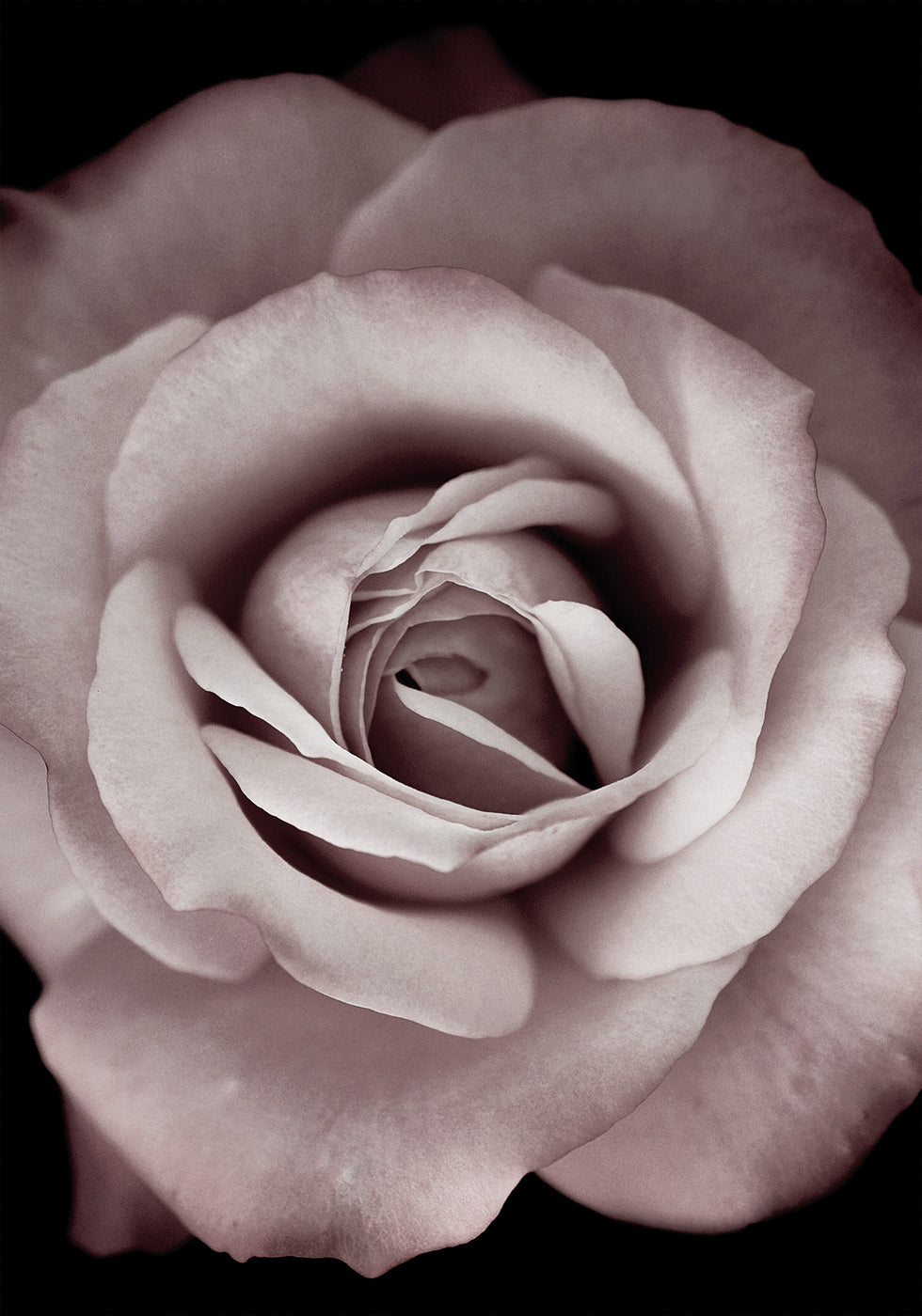 Pink Rose Plakat - Posterbox.dk