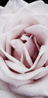 Pink Rose Plakat - Posterbox.dk