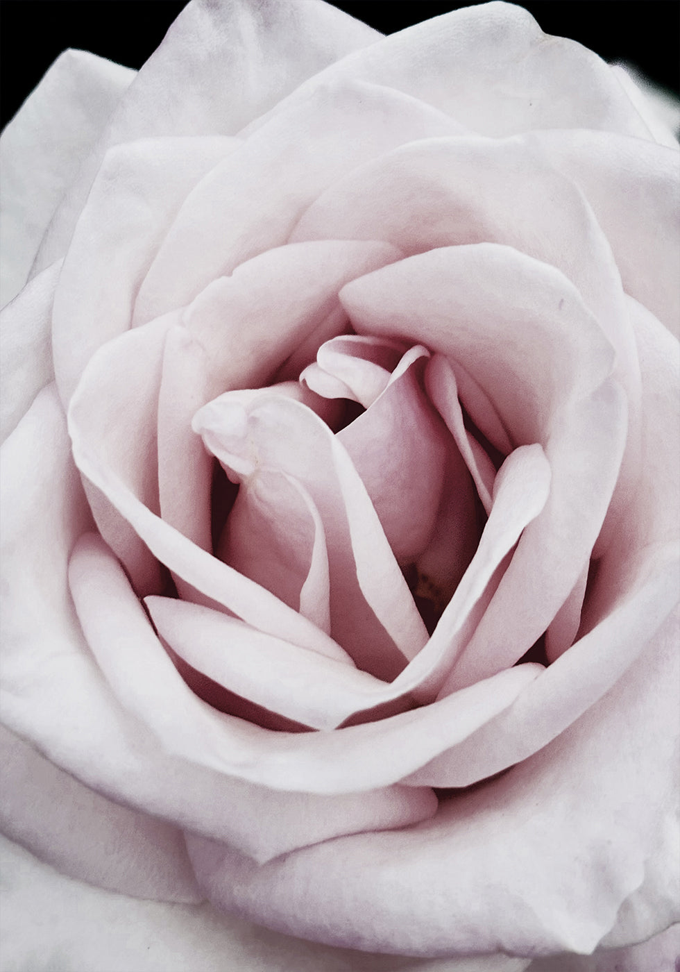 Pink Rose Plakat - Posterbox.dk