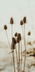 Reeds Plakat - Posterbox.dk