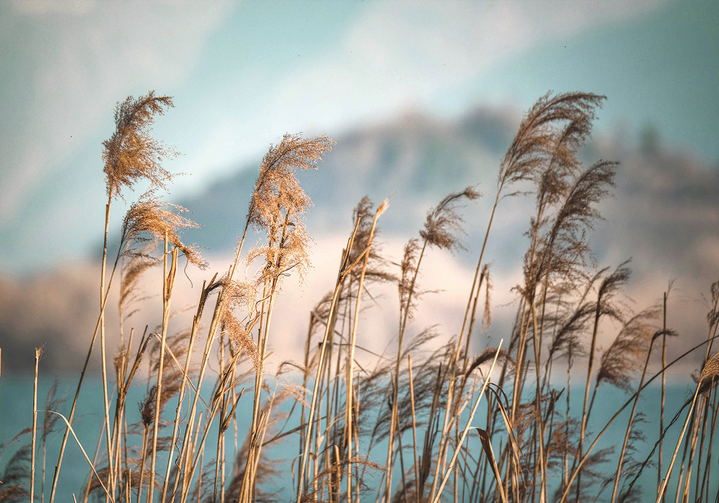 Reeds By The Lake Plakat - Posterbox.dk