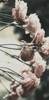 Rose Bush Plakat - Posterbox.dk