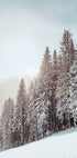 Snow Covered Trees Plakat - Posterbox.dk