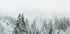 Snowy Fir Forest Plakat - Posterbox.dk