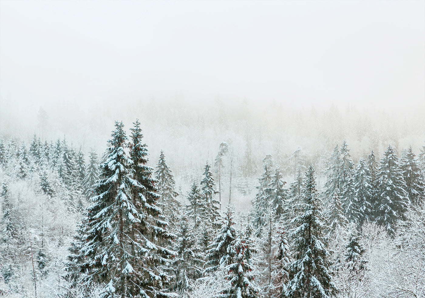 Snowy Fir Forest Plakat - Posterbox.dk