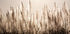 Sugar Cane Plumes At Sunset Plakat - Posterbox.dk