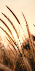 Sunset Dry Grass Plakat - Posterbox.dk