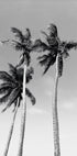 Three Palm Trees Plakat - Posterbox.dk