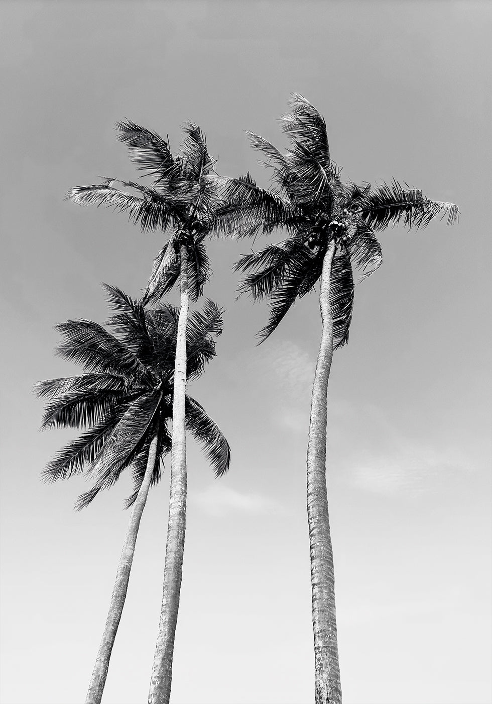 Three Palm Trees Plakat - Posterbox.dk